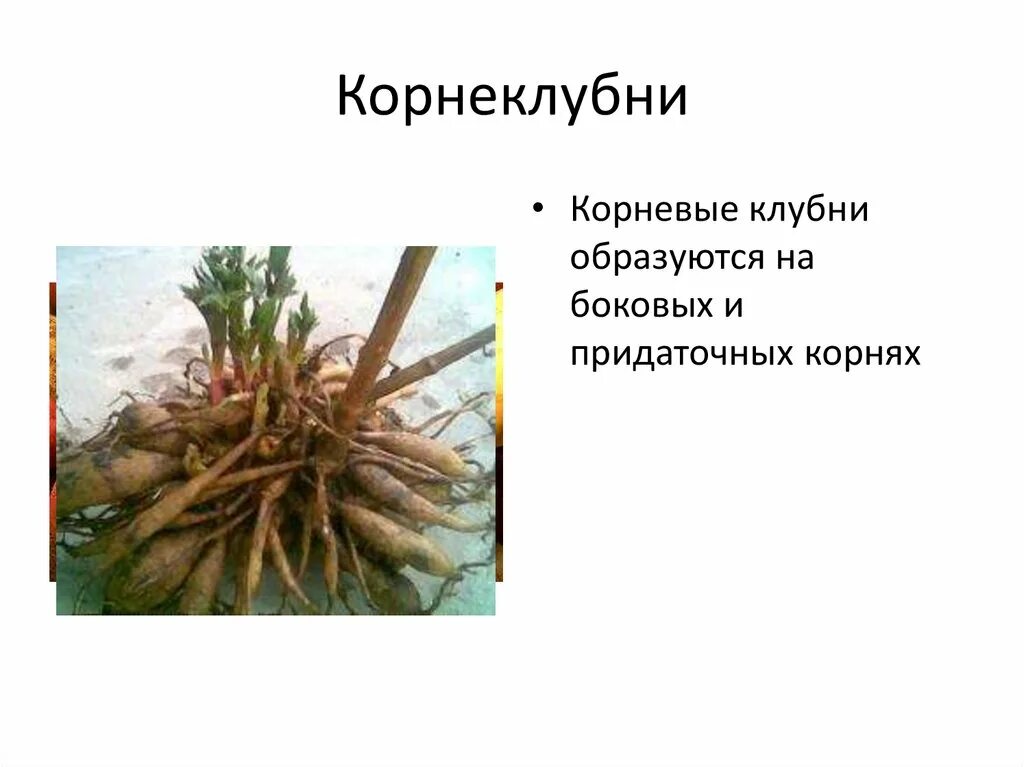 Видоизменения корня картофеля