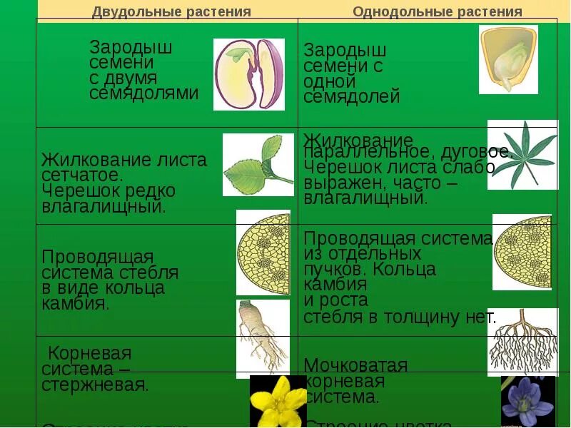 Основной признак однодольных. Семейства покрытосеменных двудольных растений. Покрытосеменные растения класс двудольные. Семейства цветковых растений Однодольные. Однодольные и двудольные растения таблица.