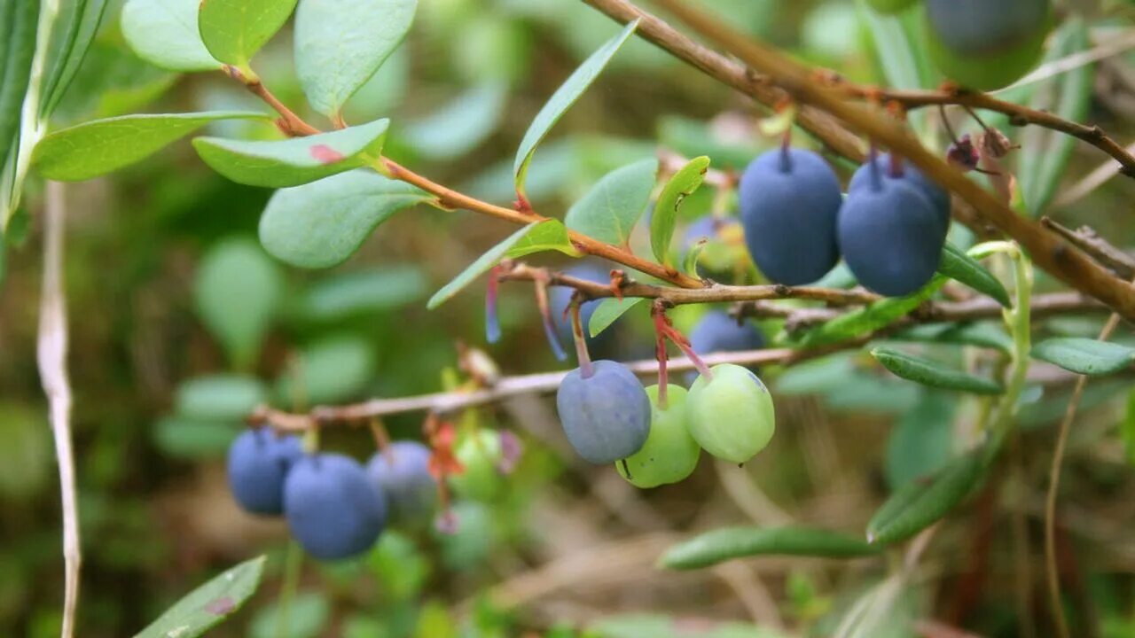 Семена Голубика обыкновенная (Vaccinium uliginosum), 20 штук AliExpress