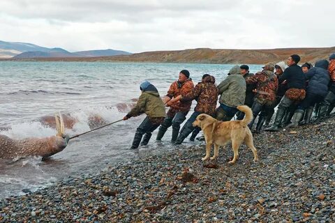Белое море охота
