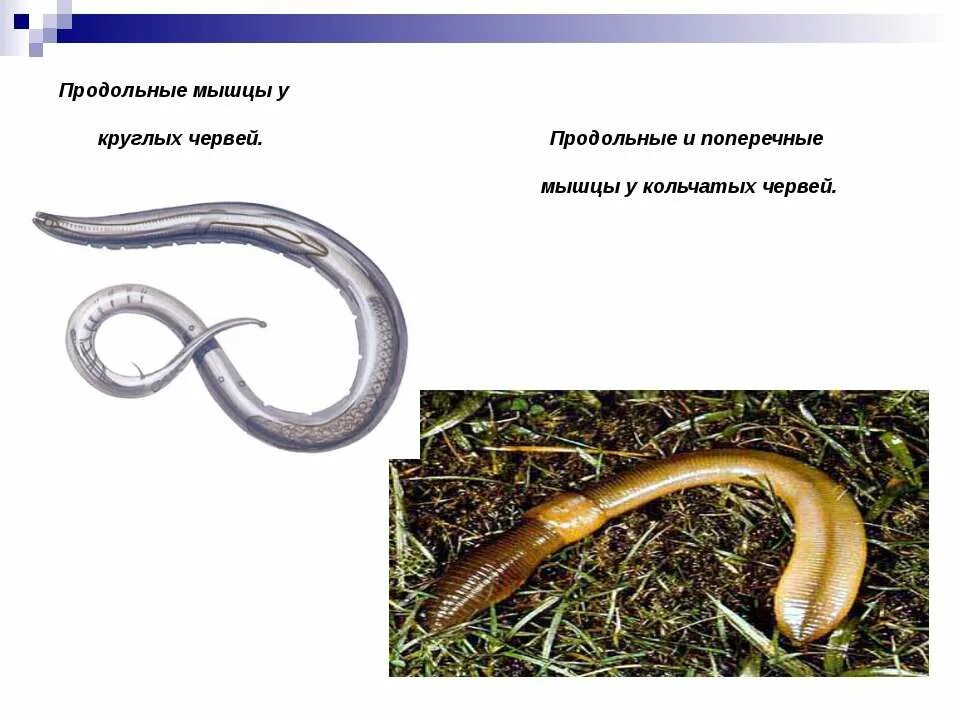 Продольные мышцы у круглых червей. Способы передвижения беспозвоночных животных. Передвижение амебы обыкновенной. Способ передвижения 7. Способы передвижения позвоночных животных.