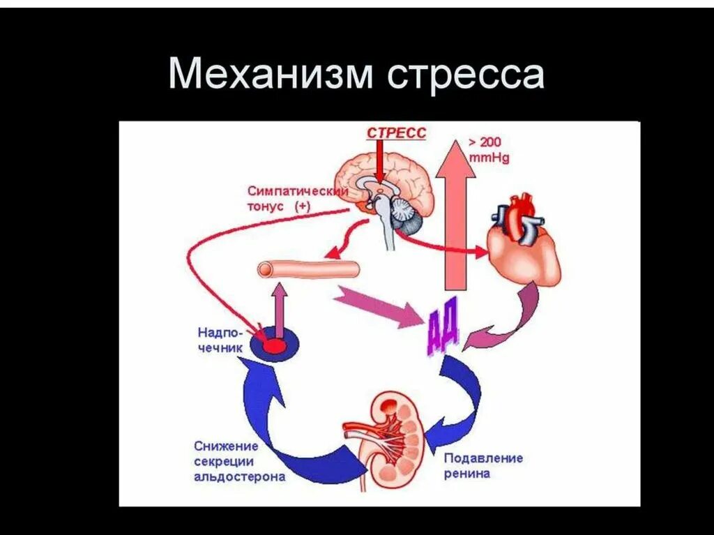 Стресс процессы в организме. Физиологические механизмы стресса схема. Физиологический механизм развития стресса. Механизм развития стресс реакции. Физиологические механизмы стресса в психологии.