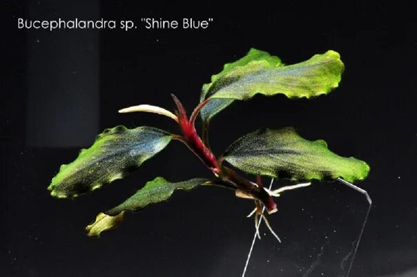 Shine blue 2 буцефаландра. Aurora. Буцефаландра шайн блю. Shine blue 2. Shine blue.