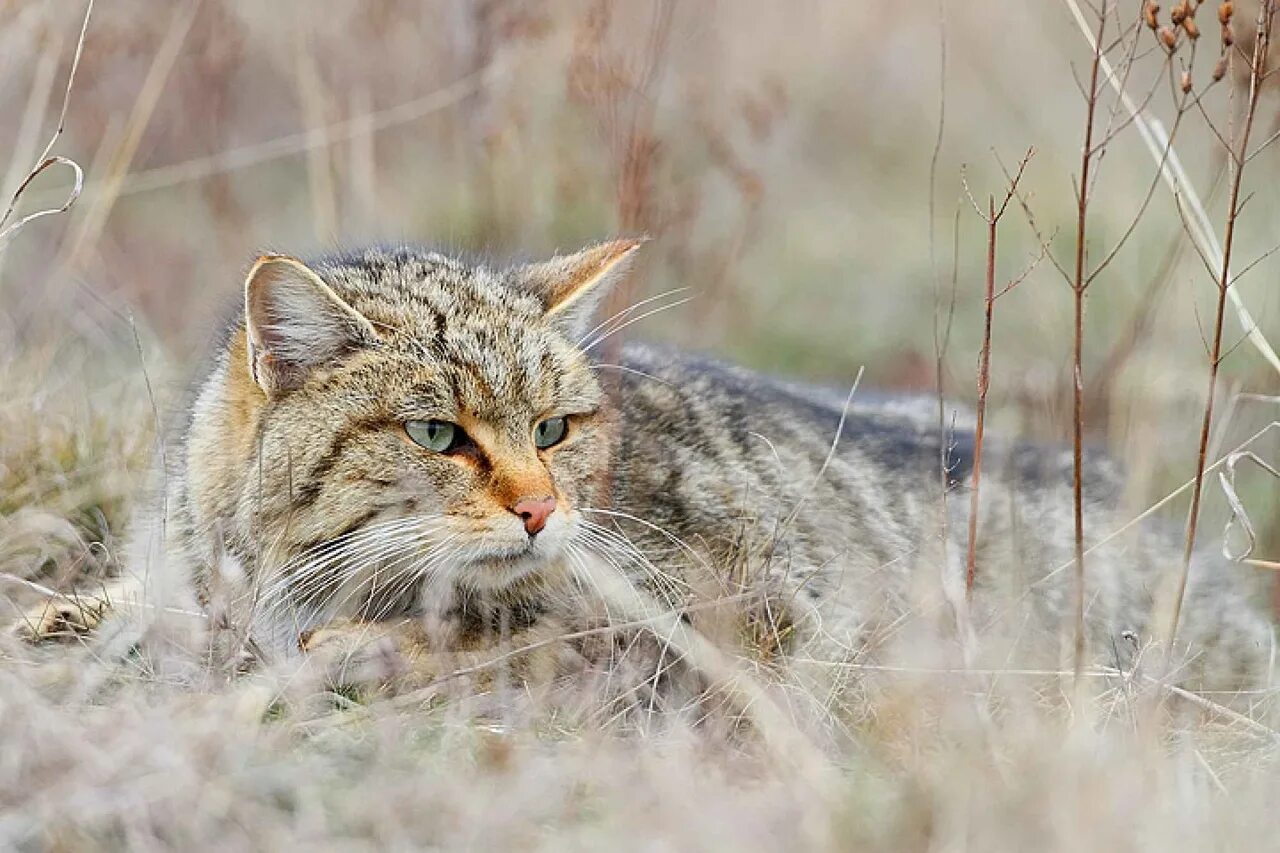 Песни дикая кошка. Лесной кот Felis Silvestris. Европейский Лесной кот камышовый. Тебердинский заповедник Кавказская Лесная кошка. Краснокнижный Дальневосточный Лесной кот.