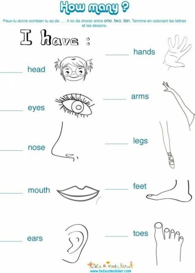 Toes произношение. Части тела на английском. Английский для малышей тема части тела. Части тела на английском задания. Части тела на английском для дошкольников.