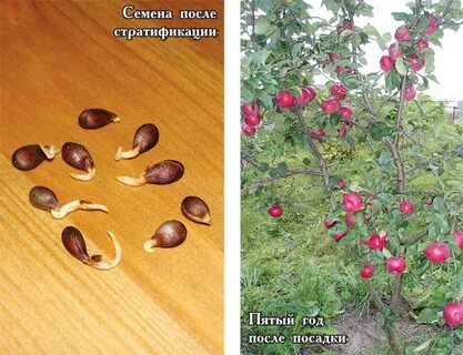 Можно ли вырастить косточку яблока