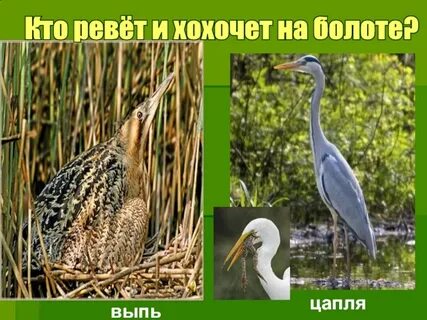 Выпь среда обитания