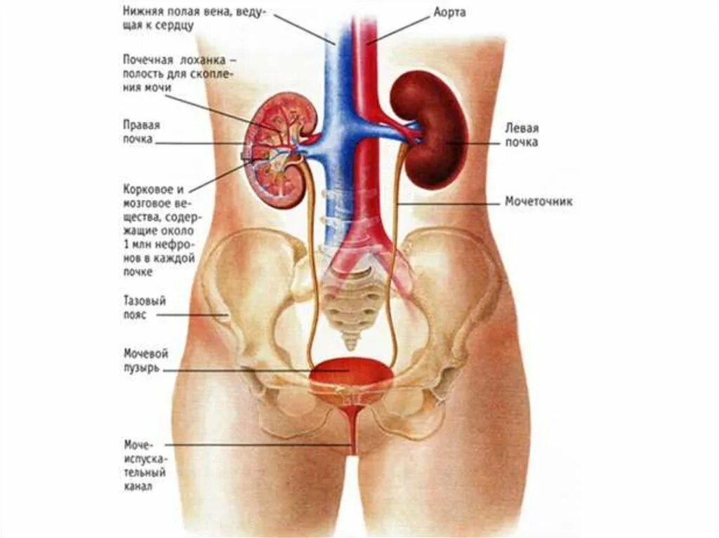 Мочевыделительная система человека схема расположения. Мочевыделительная система половая система анатомия. Анатомия мочевой системы женщины. Мочеполовая выделительная система.