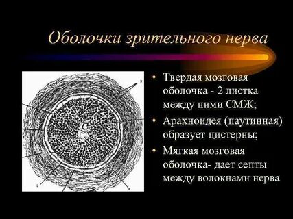 Оболочки зрительного нерва глаза
