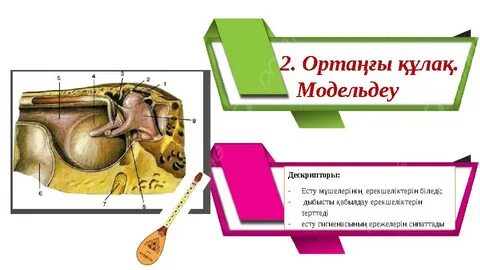 Күйеуім ваннаға камера орнатты.