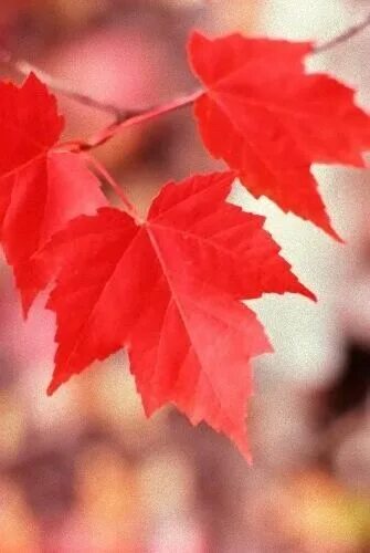 Maple Autumn Leaf stock image. Image of background, nature - 6475221
