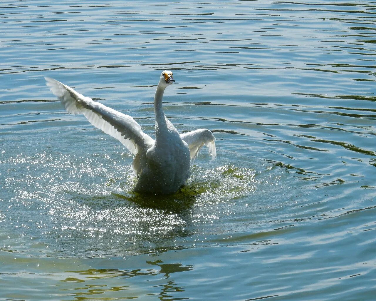 White lake. Лебеди на озере. Лебедь купается. Лебеди на заре. Лебедь в чистой воде.