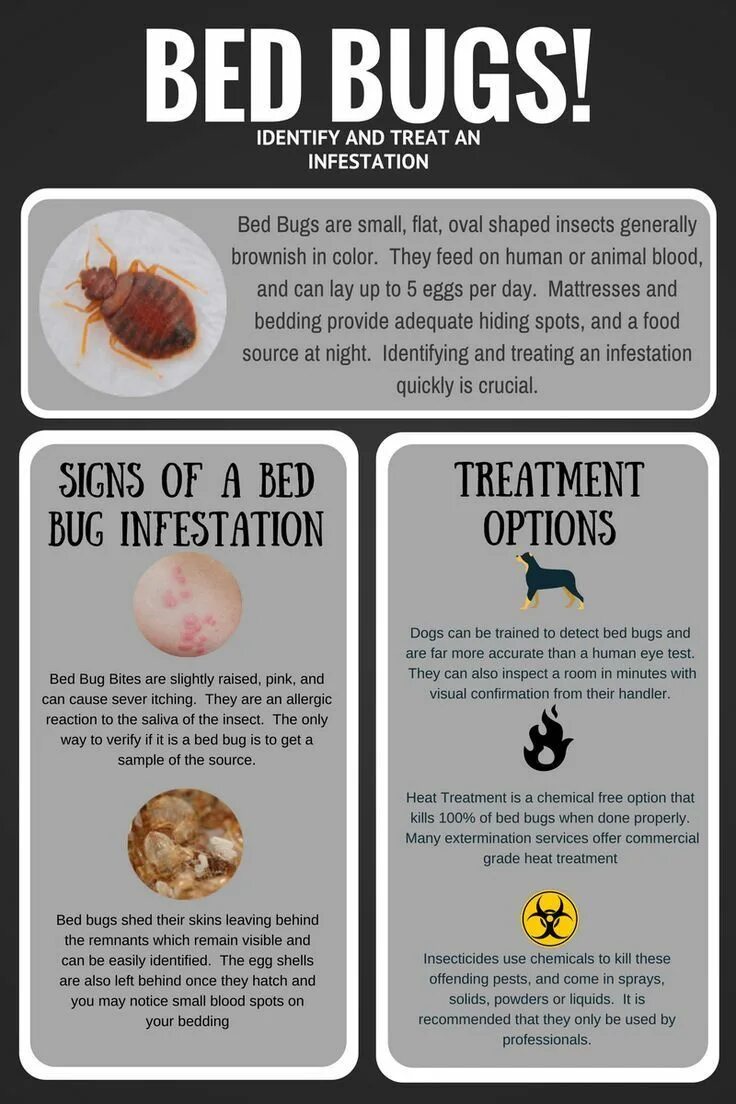 Some bugs перевод. Bug перевод. bed bugs insecticide powder.