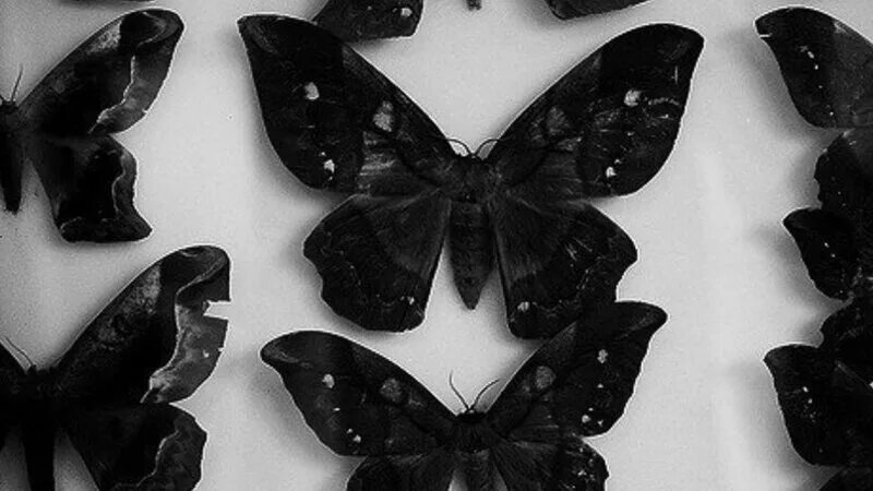 Эстетика черного. Бабочка черного цвета. Бабочки Эстетика. Эстетика чёрного цвета. Бабочка черный рынок