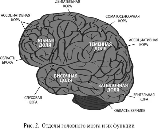 Ассоциативные зоны коры мозга. Ассоциативная зона коры головного мозга. Ассоциативные области коры большого мозга.. Сенсорные моторные и ассоциативные зоны коры больших полушарий. Функции ассоциативной теменной коры.