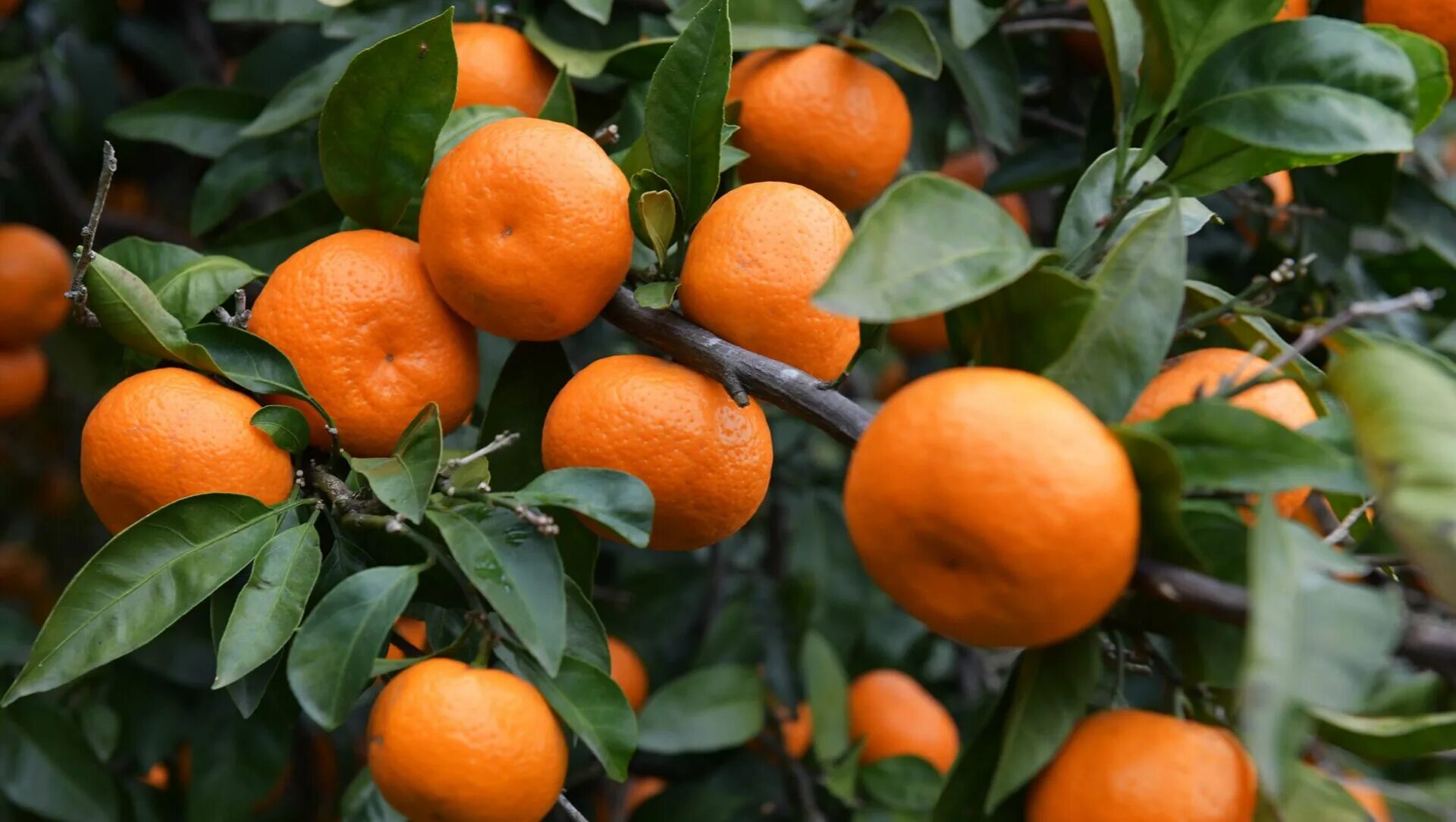 Абхазские мандарины. Мандарины сорт абхазия. Абхаз авто мандарин. Абхазские мандарины. Абхаз авто мандарин.