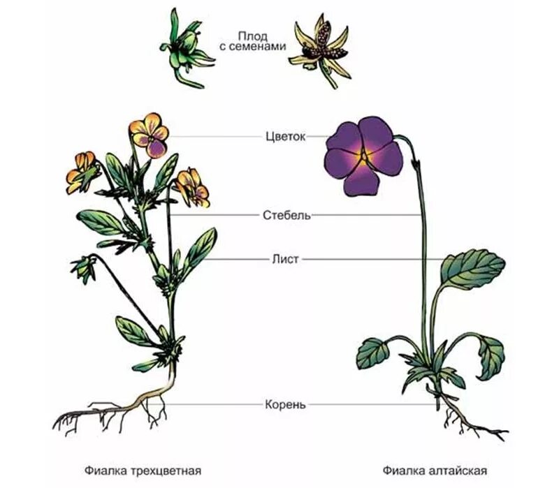 Фиалки обозначение. Строение цветковых покрытосеменных растений. Строение цветка фиалки трехцветной. Фиалка Полевая строение. Покрытосеменные корень стебель листья.