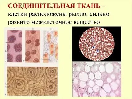 Одинаково ли расположение клеток в тканях Защитная функция эпителиальной ткани
