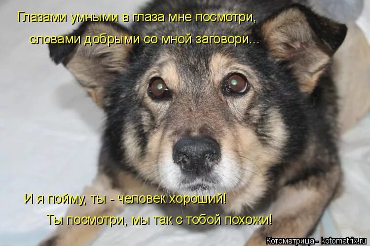 Ты ты посмотришь в глаза мне только. Глазами умными в глаза. глазами умными в глаза мне посмотри. смотрю я ваши умные глаза. глазами умными в глаза мне посмотри текст.