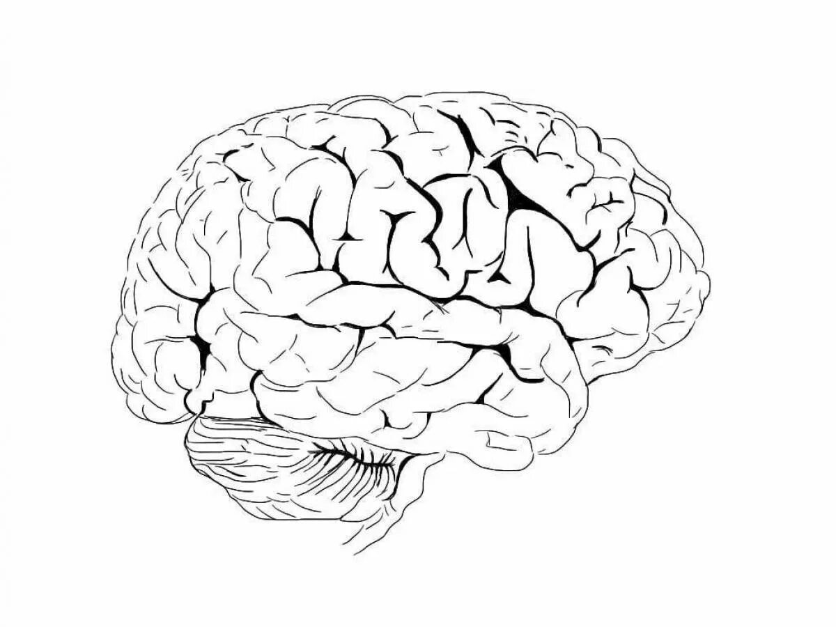 Картинки для мозга взрослому. Мозг рисунок. Мозг раскраска. Головной мозг раскраска.