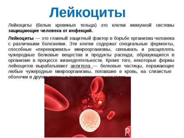 Какую функцию выполняют лейкоциты транспорт кислорода. Белые кровяные тельца. лейкоциты на что влияют. функции лейкоцитов транспорт. выработка лейкоцитов крови.