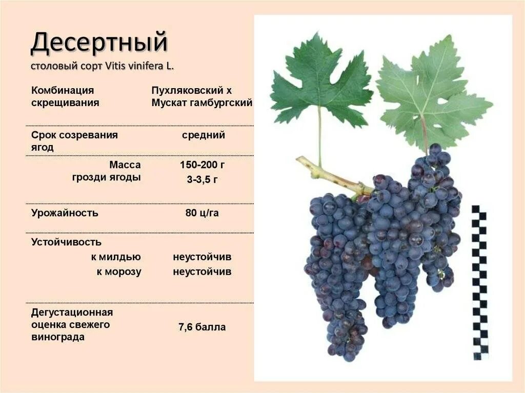 Сорт столового вина. Сорт винограда минор. Пухляковский сорт винограда. Винные сорта винограда таблица. Сорт винограда Алвика.