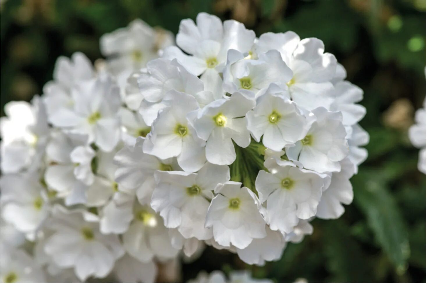 Вербена Обсешн Вайт. Вербена белая / Verbena White. Вербена ампельная Вайт. Вербена белая