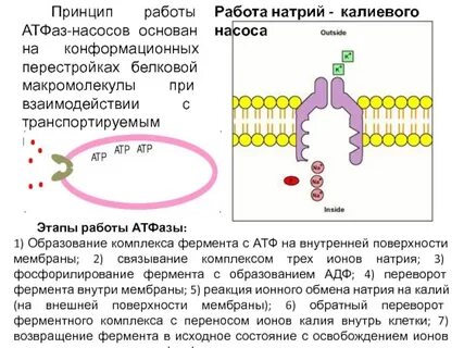 Калий натрий атф