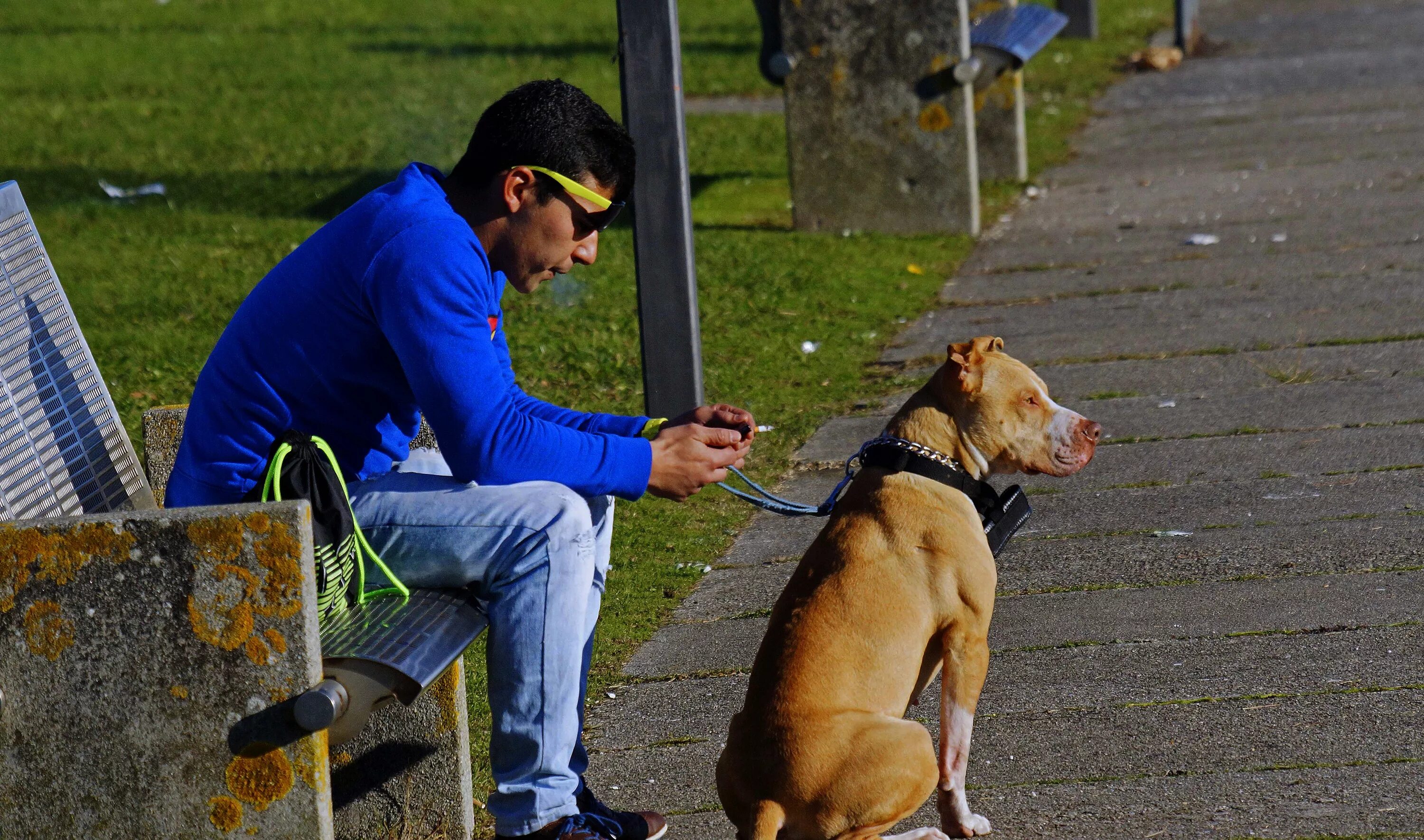 Жизнь собаки на улице. Человек с собакой на улице. Прогулка с собакой. Собачка на улице. Человек и собака картинки.