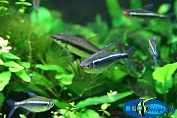 Top 10 Easy Aquarium Fish That We Recommend for Beginners- Aquarium Co-Op