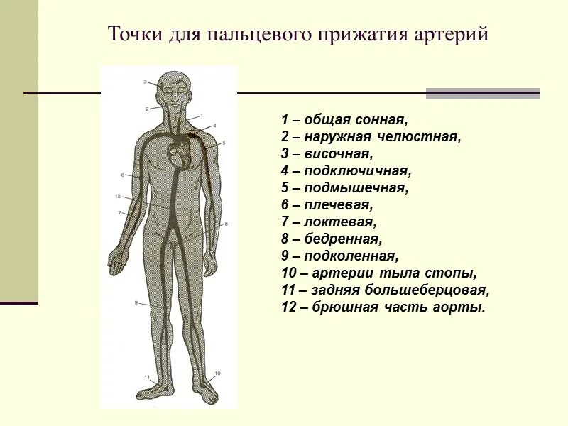 Пальцевое прижатие артерий осуществляется. Точки пальцевого прижатия. точки пальцевого прижатия артерий. места пальцевого прижатия артерий. анатомические точки прижатия артерий.