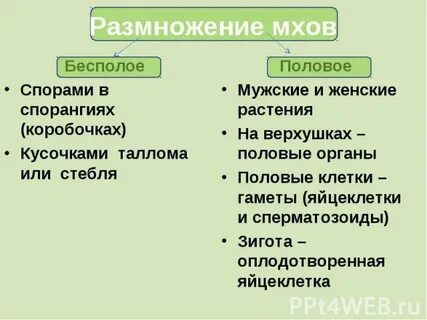 Какова биологическая роль бесполого и полового