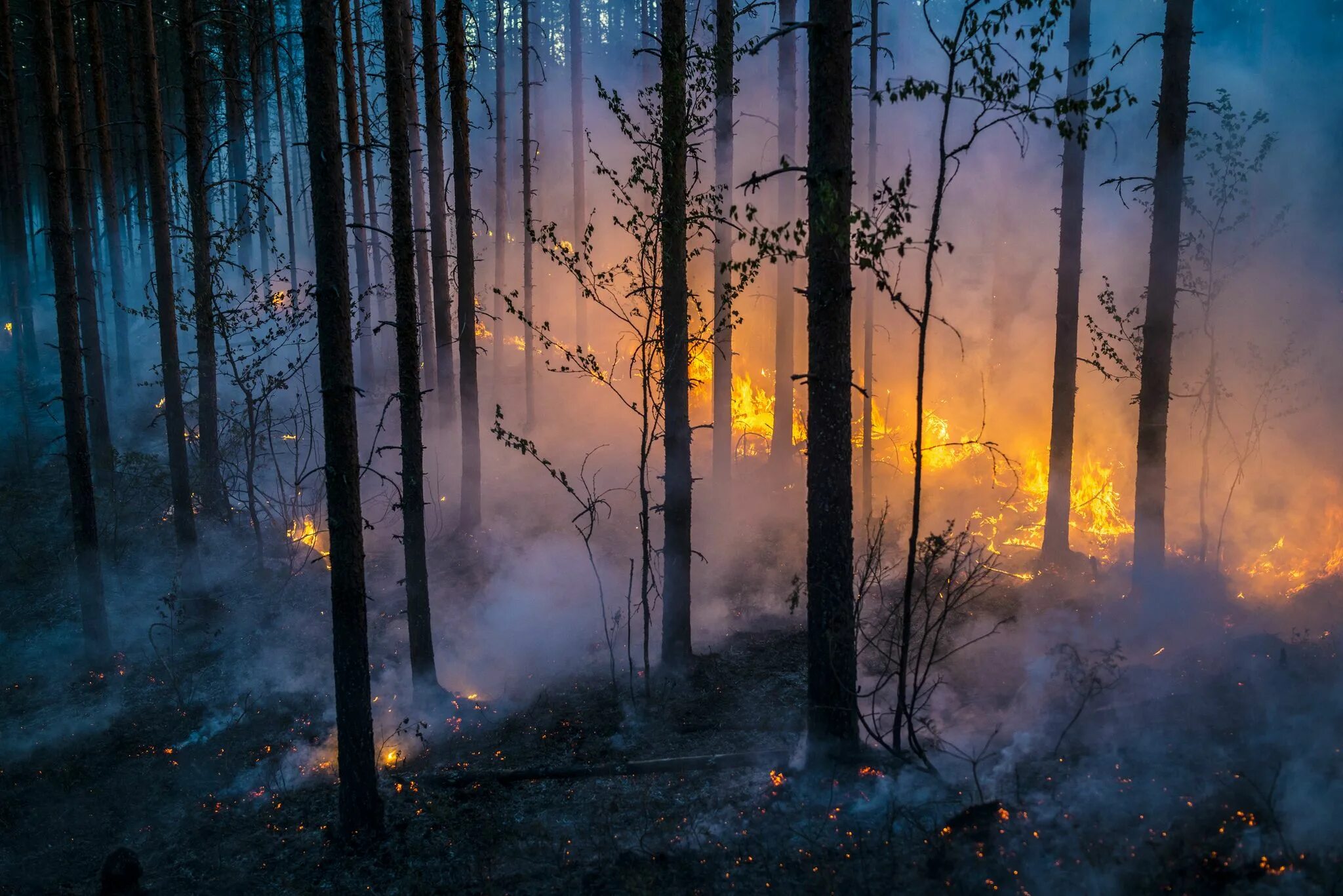 Пожар в лесу. Лес в огне. Огонь в лесу Эстетика. Лесной пожар Эстетика. Сквозь лес и дым геншин