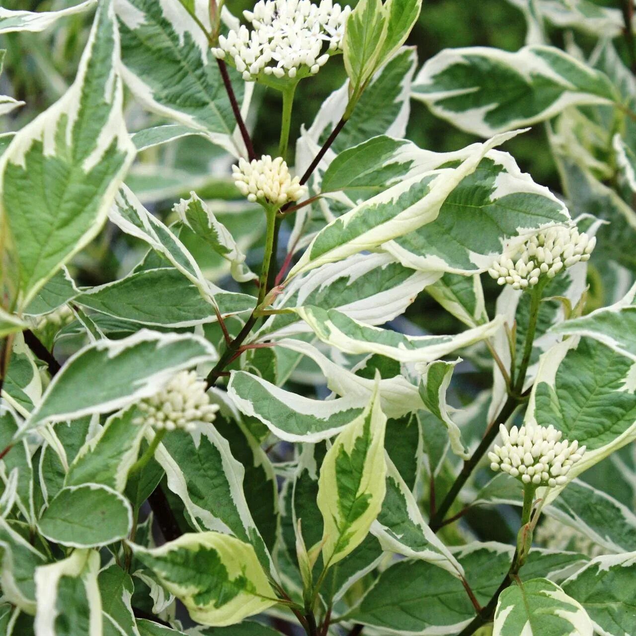 Дерен Элегантиссима. Дерен белый Cornus Alba elegantissima. Дерен белый Cornus Alba Argenteomarginata. Дерен Элегантиссима (Cornus Alba elegantissima).