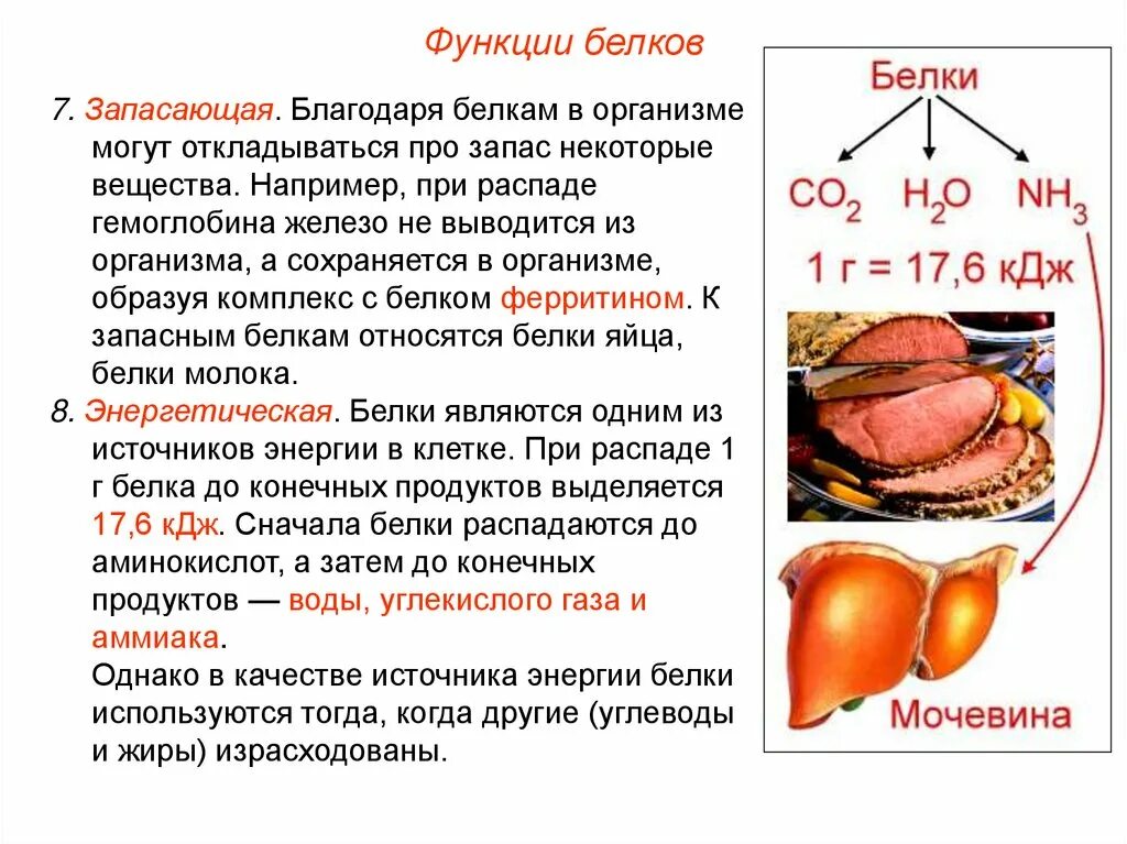 Какие функции белков жиров и углеводов. Функции белков. Функции белка. Функции белков в организме. Функции белков с описанием.