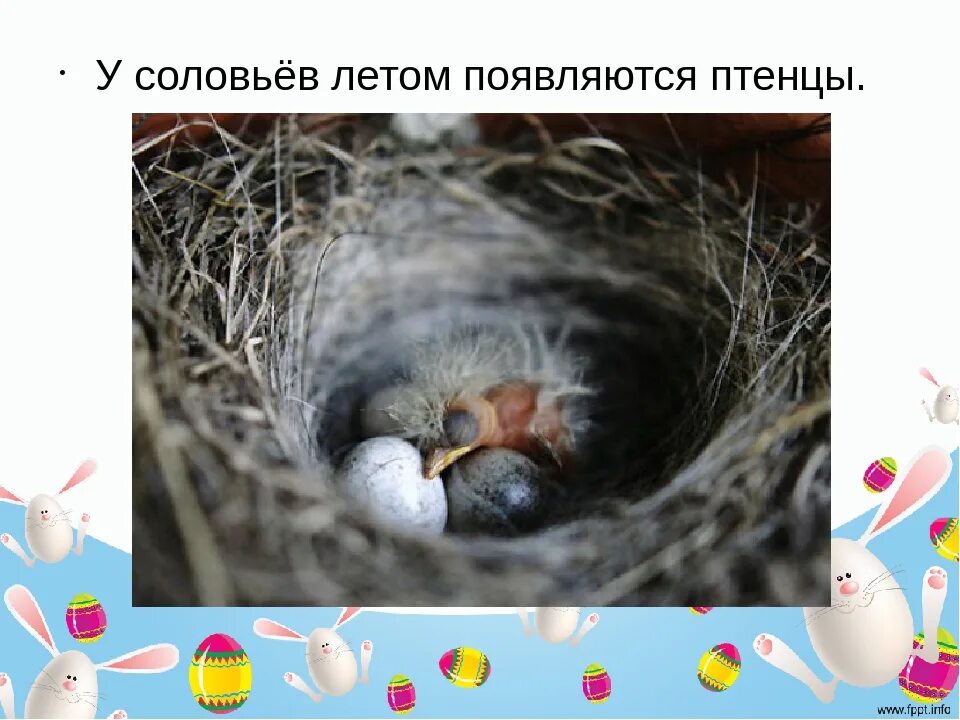 Появление птенцов в колонии