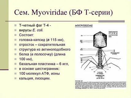 Укажите структуры бактериофага