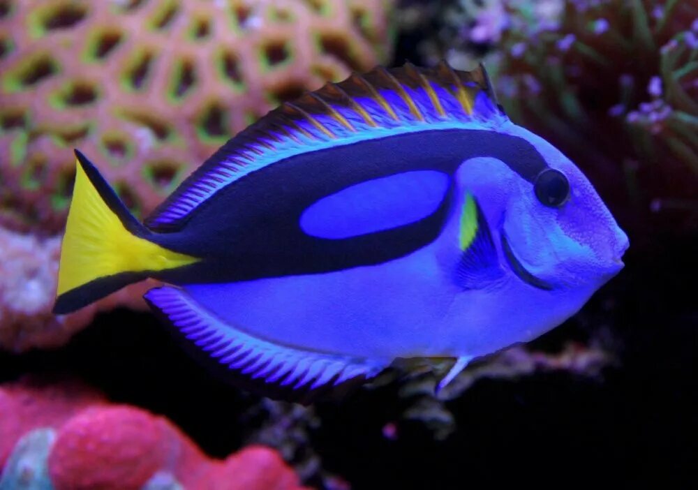 Немо как называется рыба. Голубой хирург (paracanthurus hepatus). хирург королевский хепатус. белогрудый хирург рыба. рыбка хирург голубая дори.