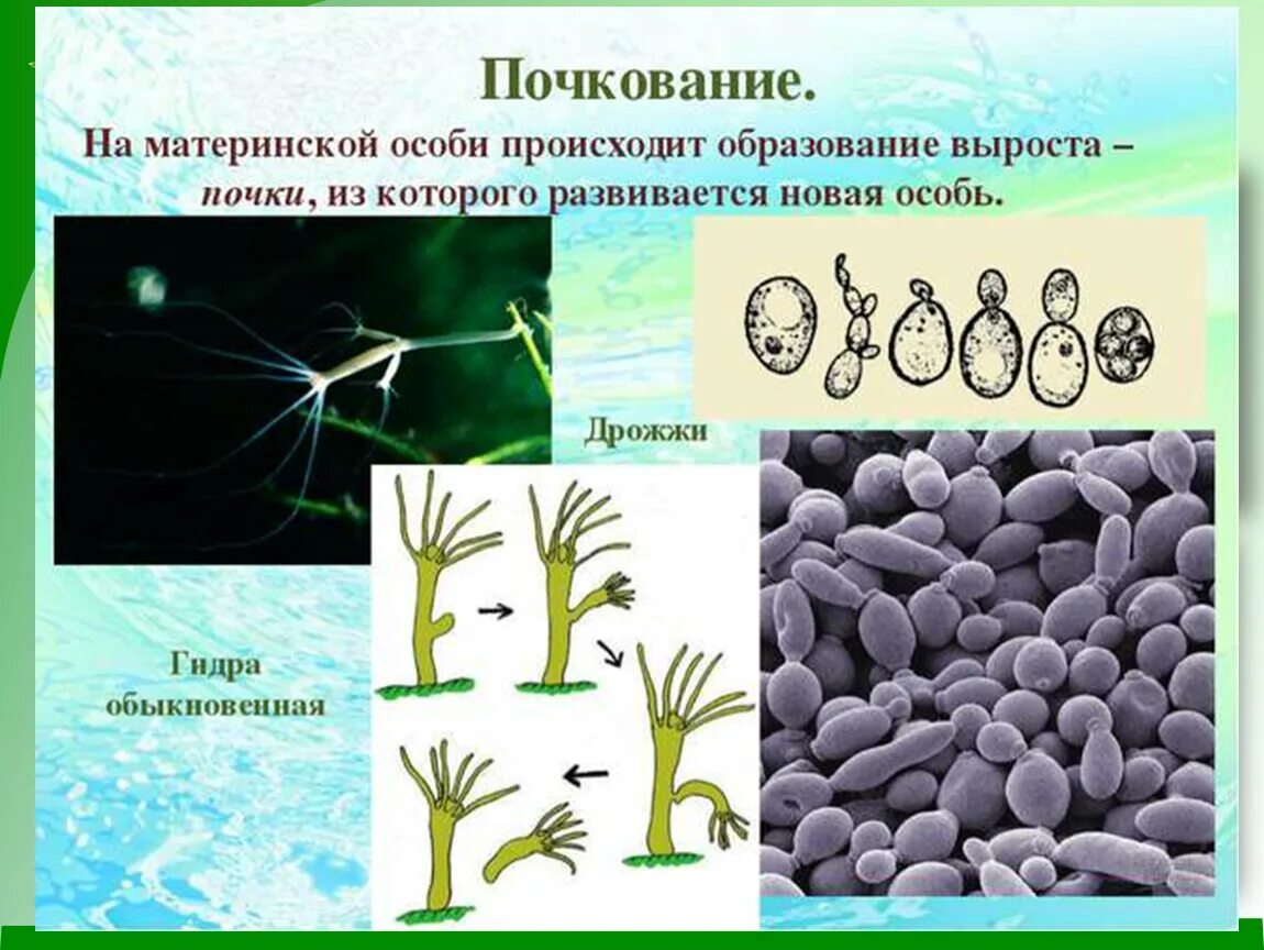 Образование спор партеногенез. Почкование бесполое размножение. Спорообразование размножение растений. Почкование дрожжей и гидры. Размножение растений почкованием.