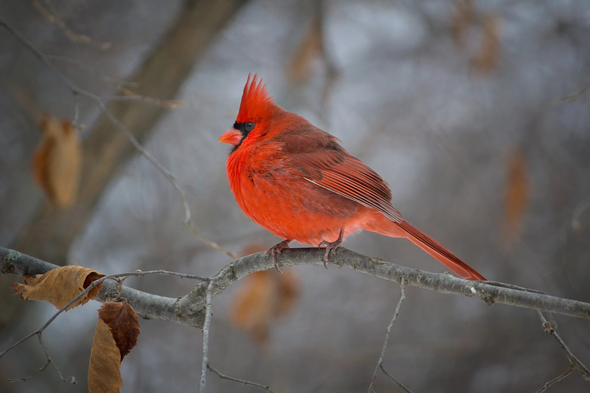 Autumn birds. Осенние птицы. Кардинал птица. Птица красная осенью. Кардиналы птицы осень.