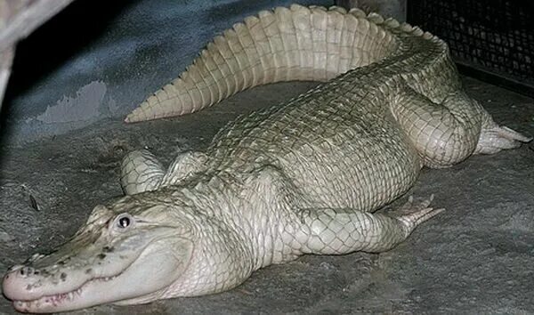 Аллигатор 4. Аллигатор альбинос. альбино аллигатор (albino alligator) 1996. американский крокодил альбинос. рептилии альбиносы.