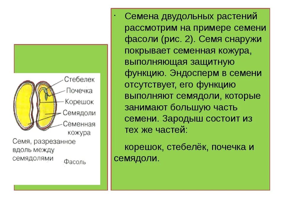 Какое строение имеют семена двудольных растений. Строение двудольного семени фасоли. Строение семени двудольного растения фасоли. Зародышевый корешок семени фасоли. Строение семян. Изучение строение семян двудольных растений.