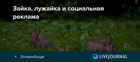 Реклама зайчиков