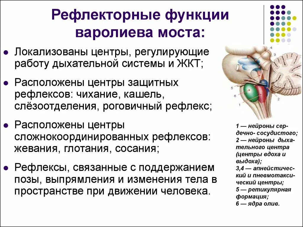 Какую функцию выполняет мост мозга. Рефлекторная функция варолиева моста. Строение и функции варолиева моста. Рефлекторная деятельность варолиева моста. Функции варолиева моста физиология.