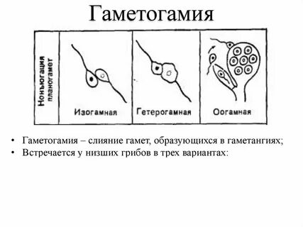 Соматогамия