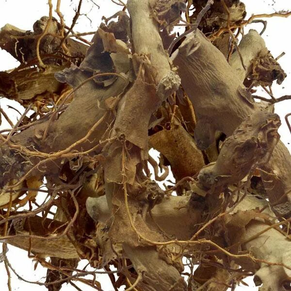 Корневища с корнями диоскореи ниппонской. Диоскорея японская фармакогнозия. Диоскорея ниппонская семейство. Диоскорея ниппонская семейство. Корневища диоскореи ниппонской.