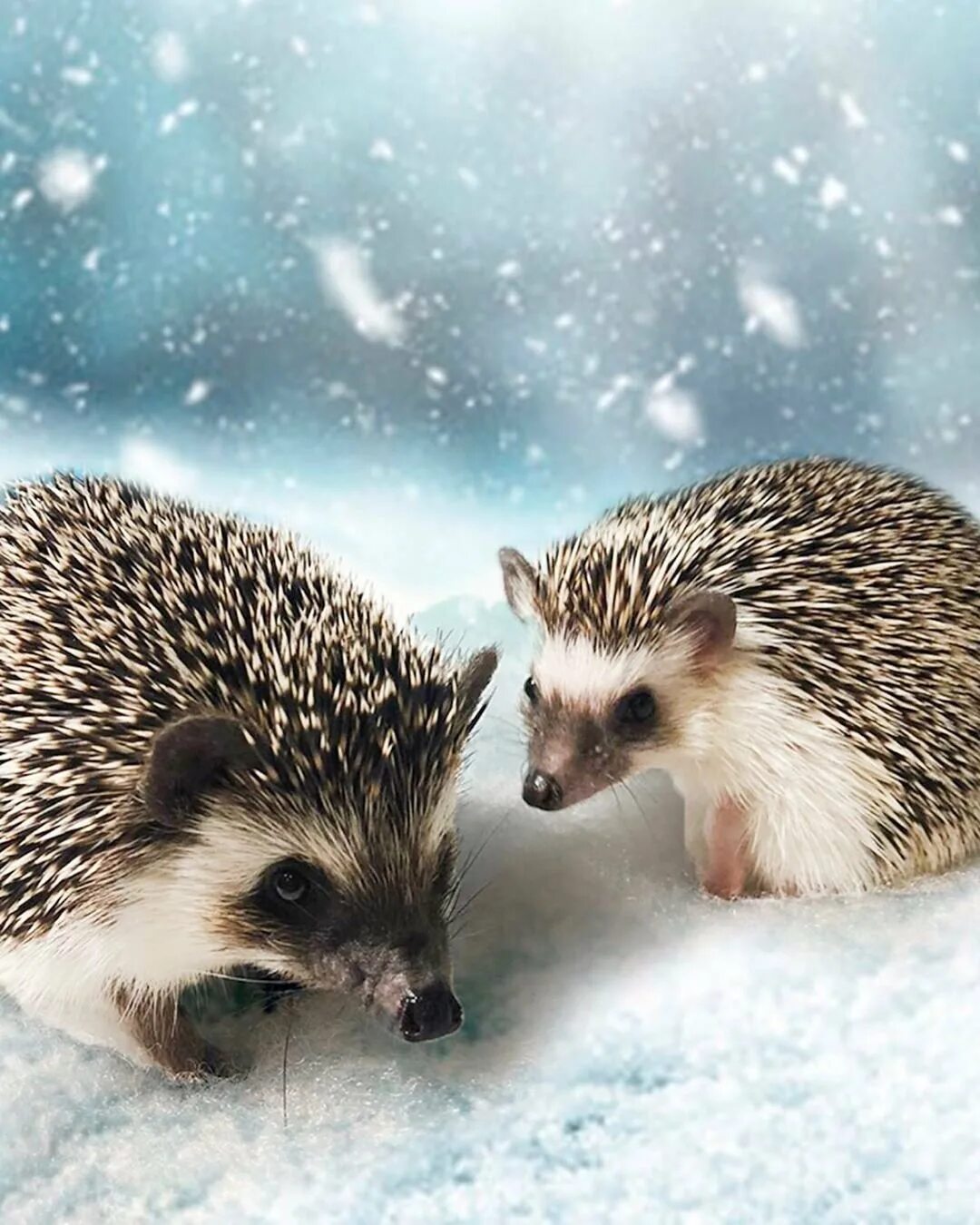 Зимний еж