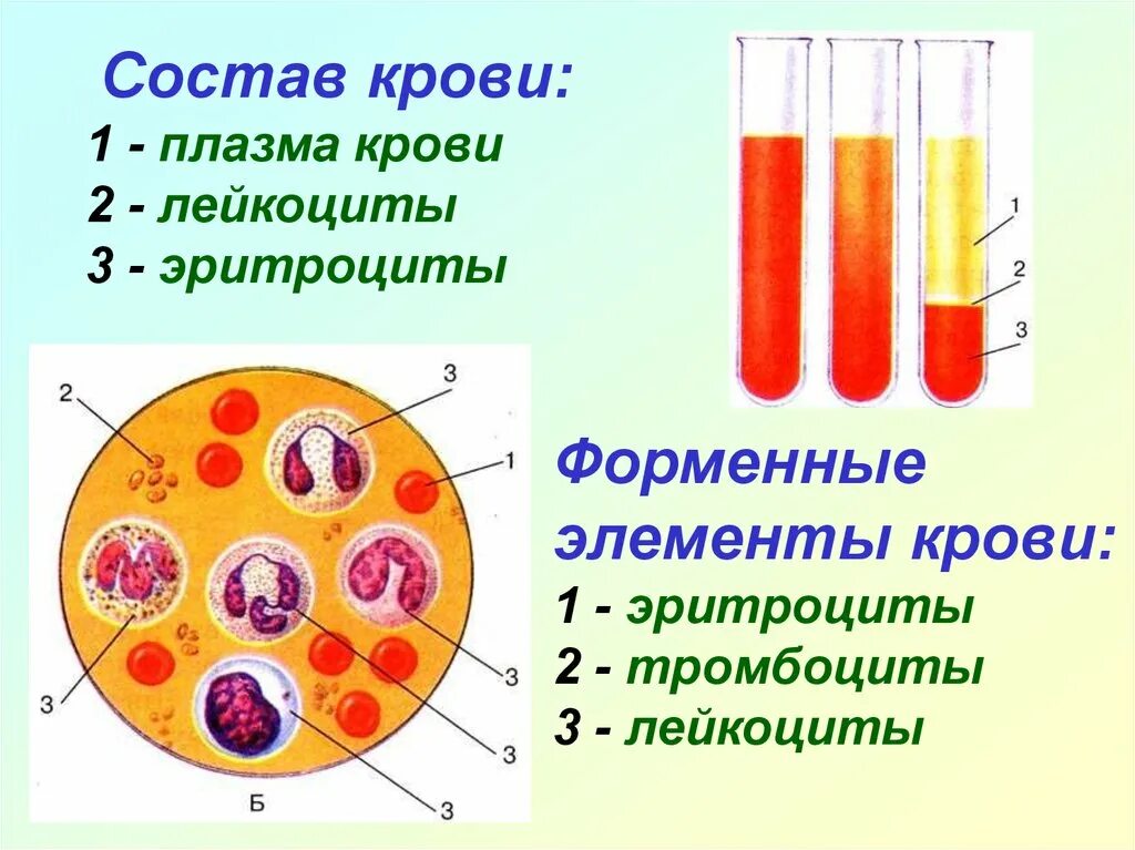 Кровь строение рисунок. Состав крови кровяные клетки. Плазма крови эритроциты тромбоциты. Плазма и форменные элементы крови 6 класс. Состав крови плазма и форменные элементы.