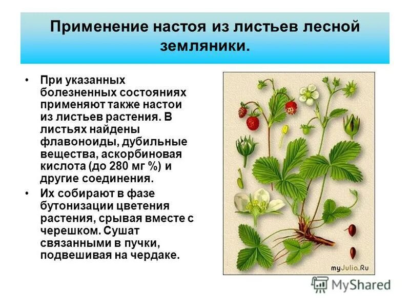 Земляника лесная формула цветка. Формула цветка земляники. Формула земляники лесной. Энергетическая ценность клубники. Формула земляники лесной.