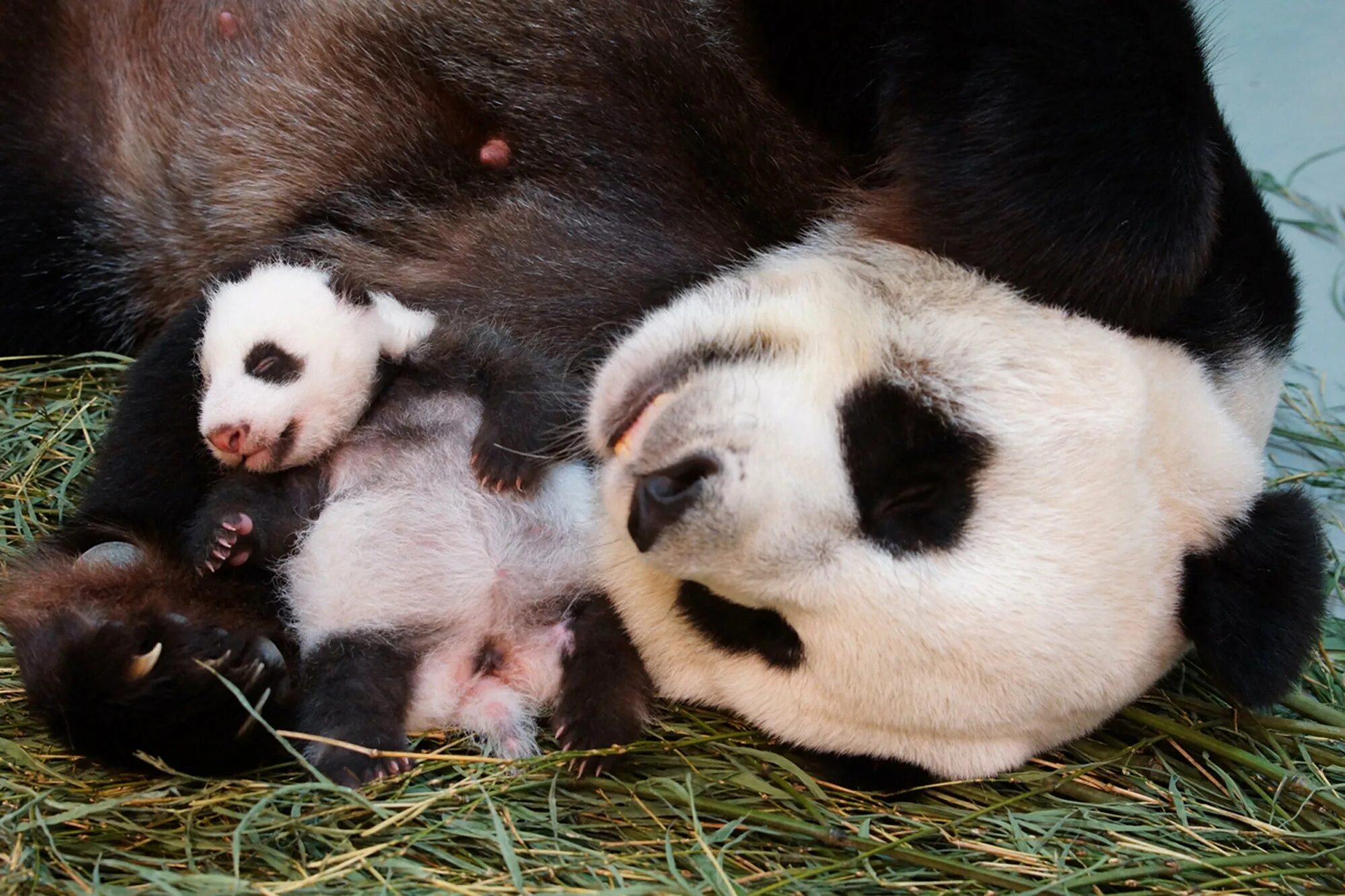 Panda n